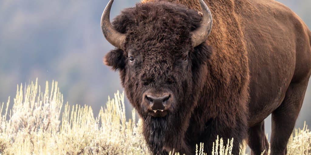 Wild bison headbutting video is a must-watch crazy nature moment now going viral online