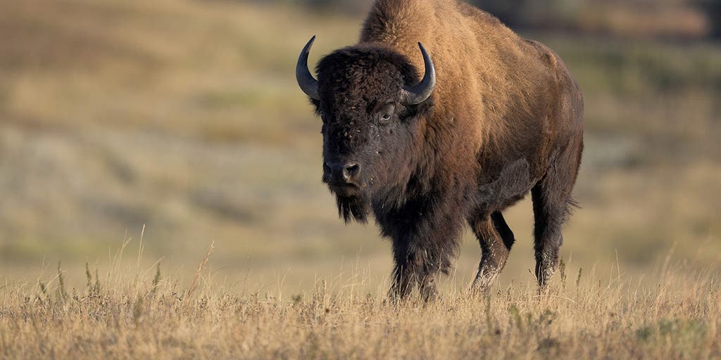 Yellowstone tourists get dangerously close to a resting bison in shocking nature video