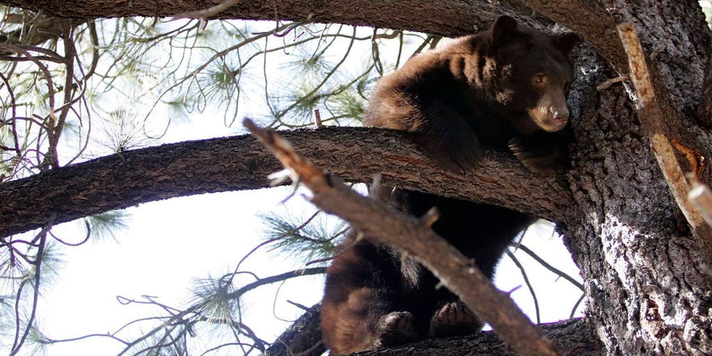 Black bear raiding a garbage can at Lake Tahoe garage triggers dramatic wildlife encounter