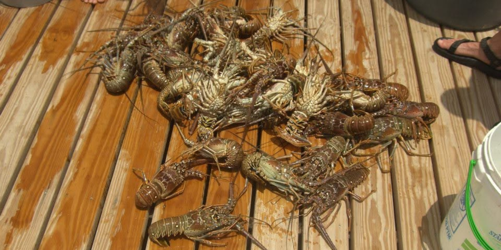 Spiny lobster mini season kicks off in Florida, drawing eager divers to the water