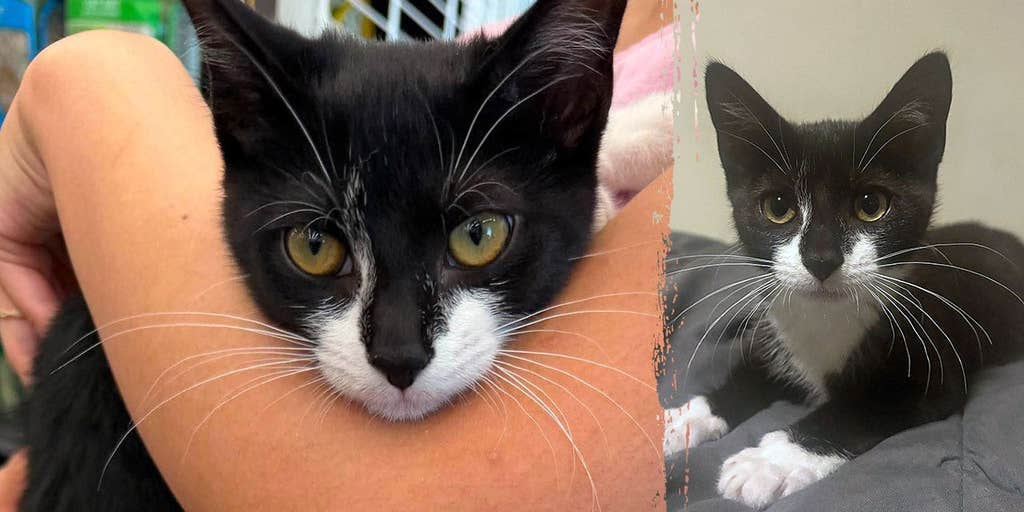 Bank robbery suspect allegedly steals kitten, asks employee to hold it before demanding cash