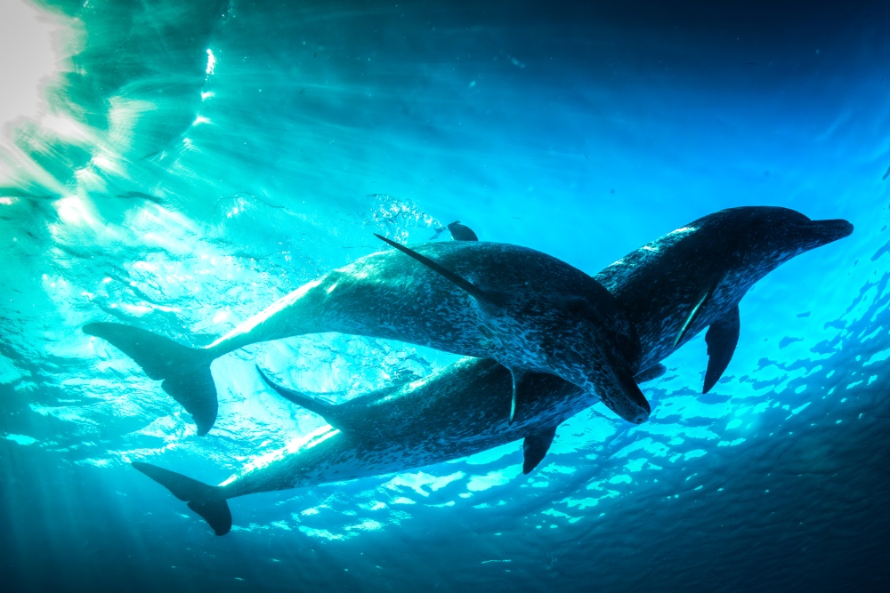 PBS, BBC Set New ‘Nova’ Evolution Science Series Tracing ‘The Epic Journey of Life’ (EXCLUSIVE)