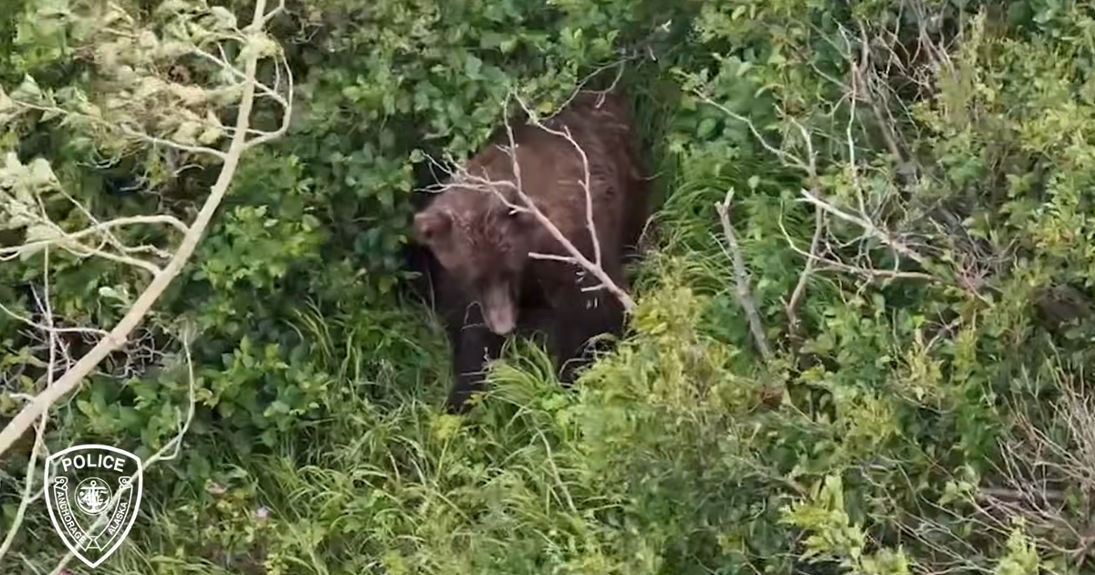 Woman attacked by bear while hiking with friend and dogs in Alaska