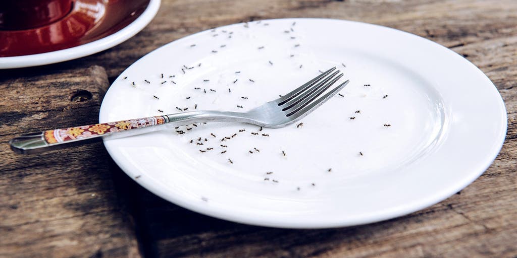 Michelin-starred chef facing jail after allegedly serving nearly 50,000 ants to diners
