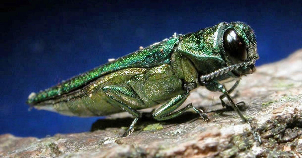 Tree-killing Asian beetle detected in EU for first time