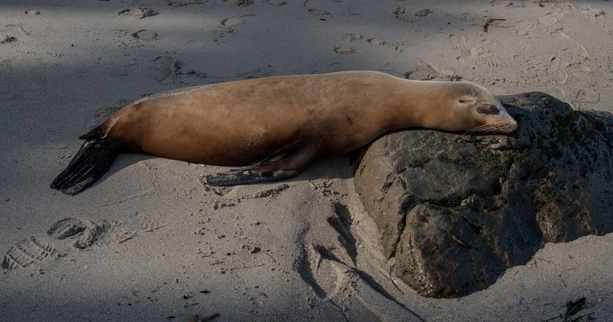 Video appears to show person kicking sea lion: "Disgusting act"