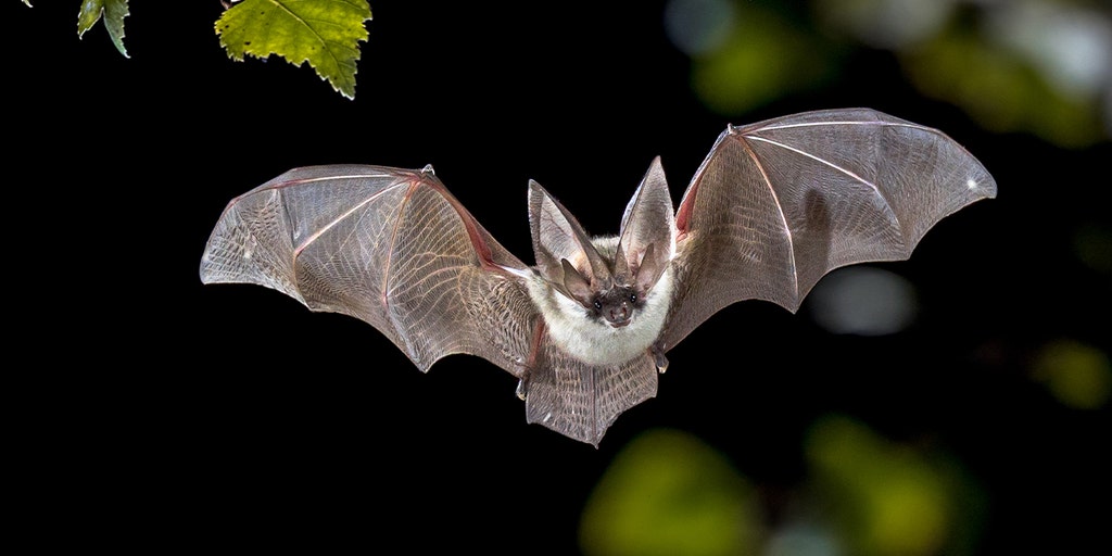 Rabid bat found near zoo restaurant sparks urgent public health warning: 'Extremely serious'