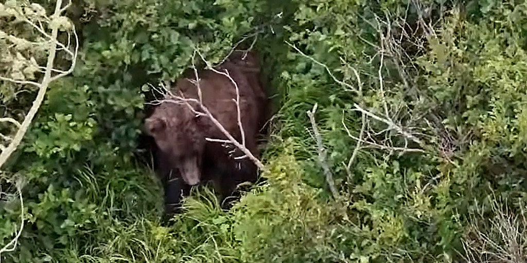 Woman attacked by brown bear while hiking with friend and 3 dogs near Alaska state park