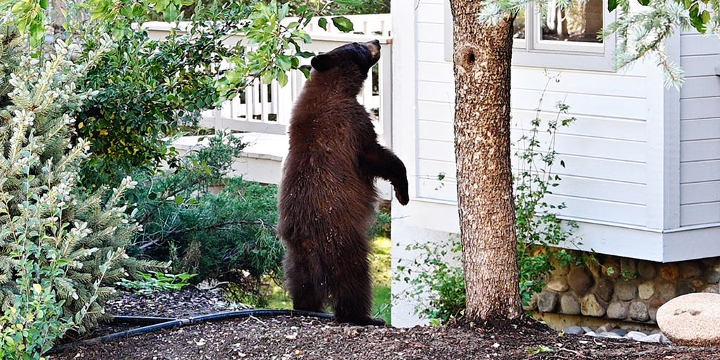 Black bears invade Lake Tahoe homes as break-ins surge and locals fortify defenses