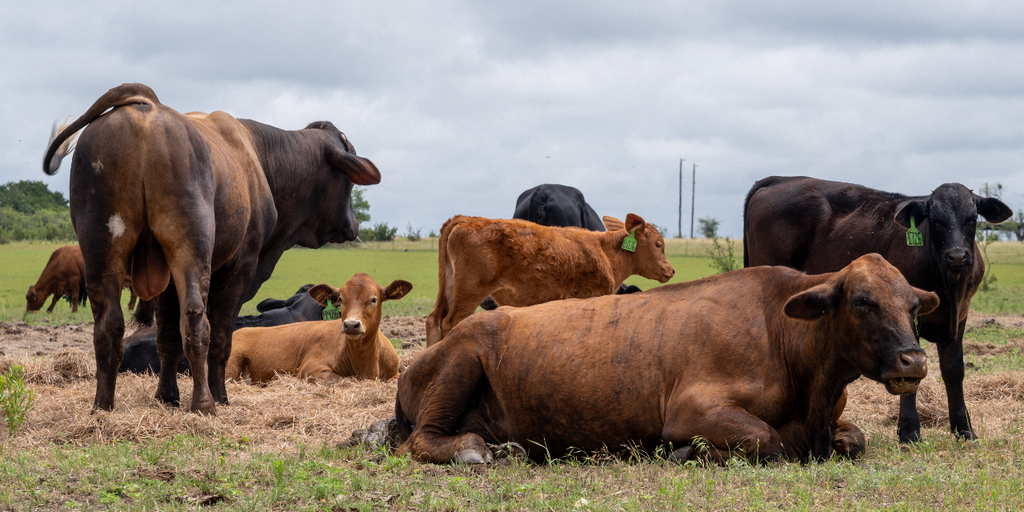 Trump administration expands 'Product of USA' label as push for American-raised beef grows