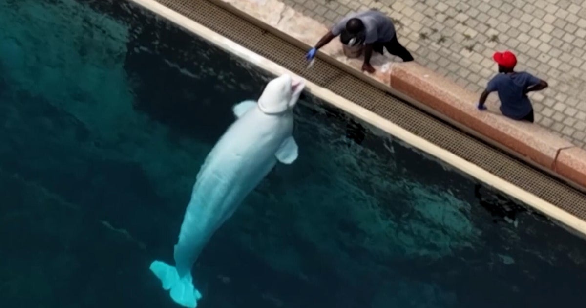 28 beluga whales from Marineland coming to U.S. through emergency rescue plan