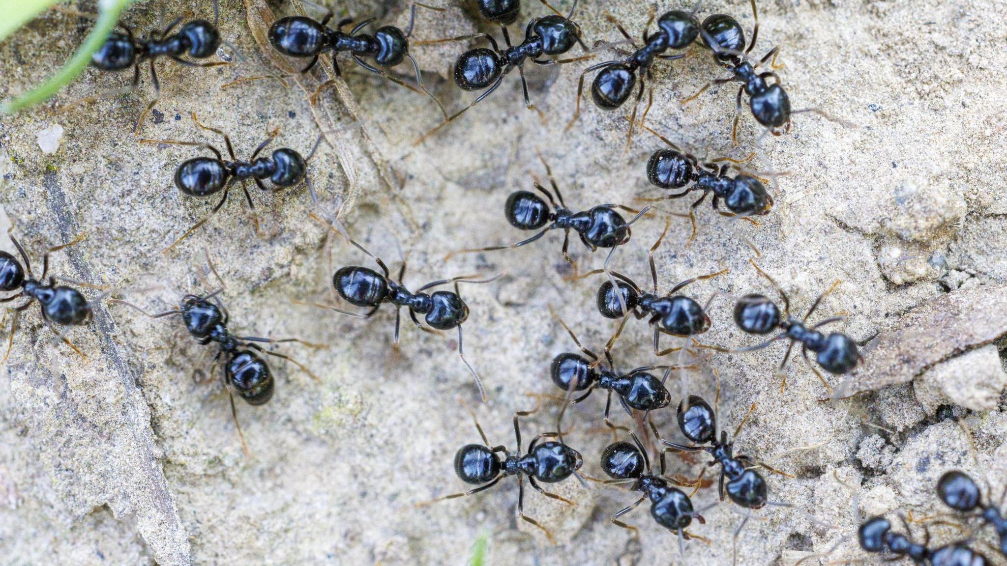 Michelin-starred restaurateur faces jail for using ants as dessert garnish