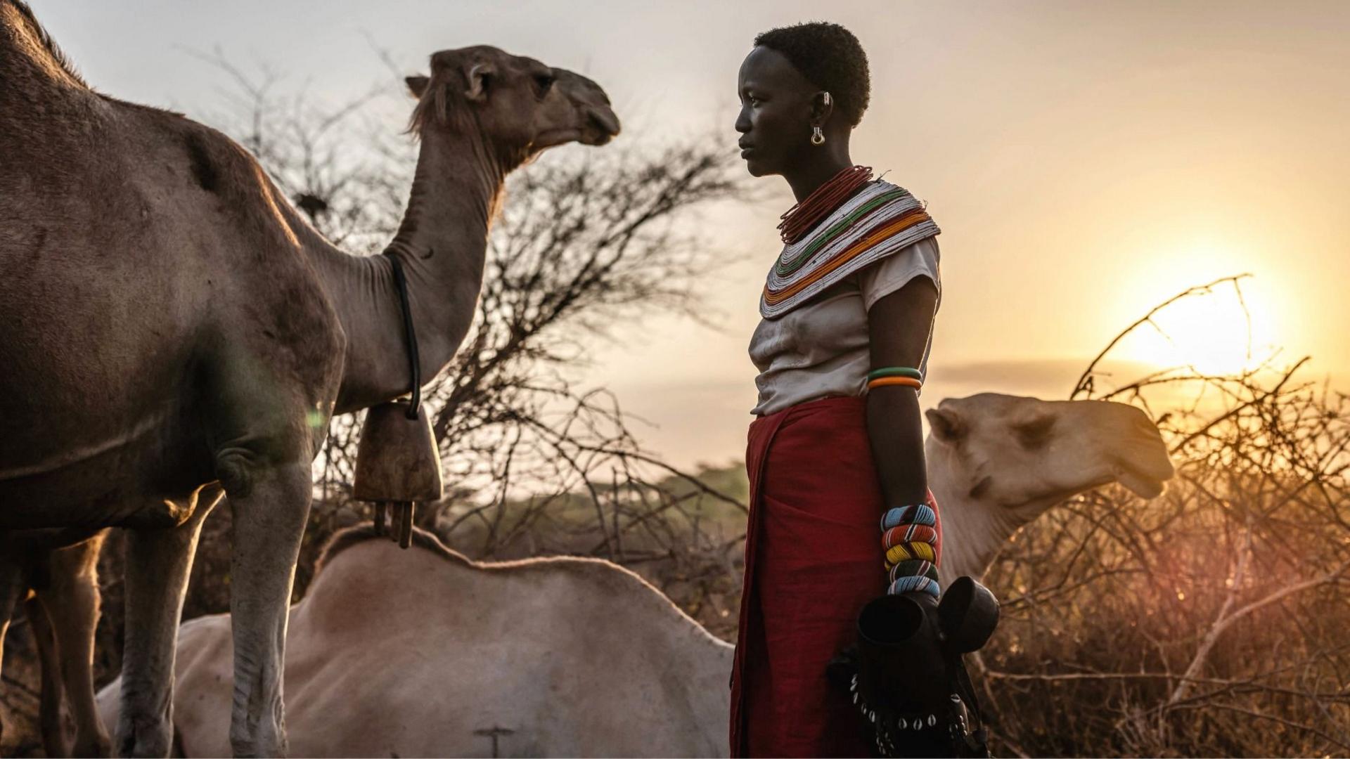 Even camels can't cope: Africa's ships of the desert hit by rising temperatures