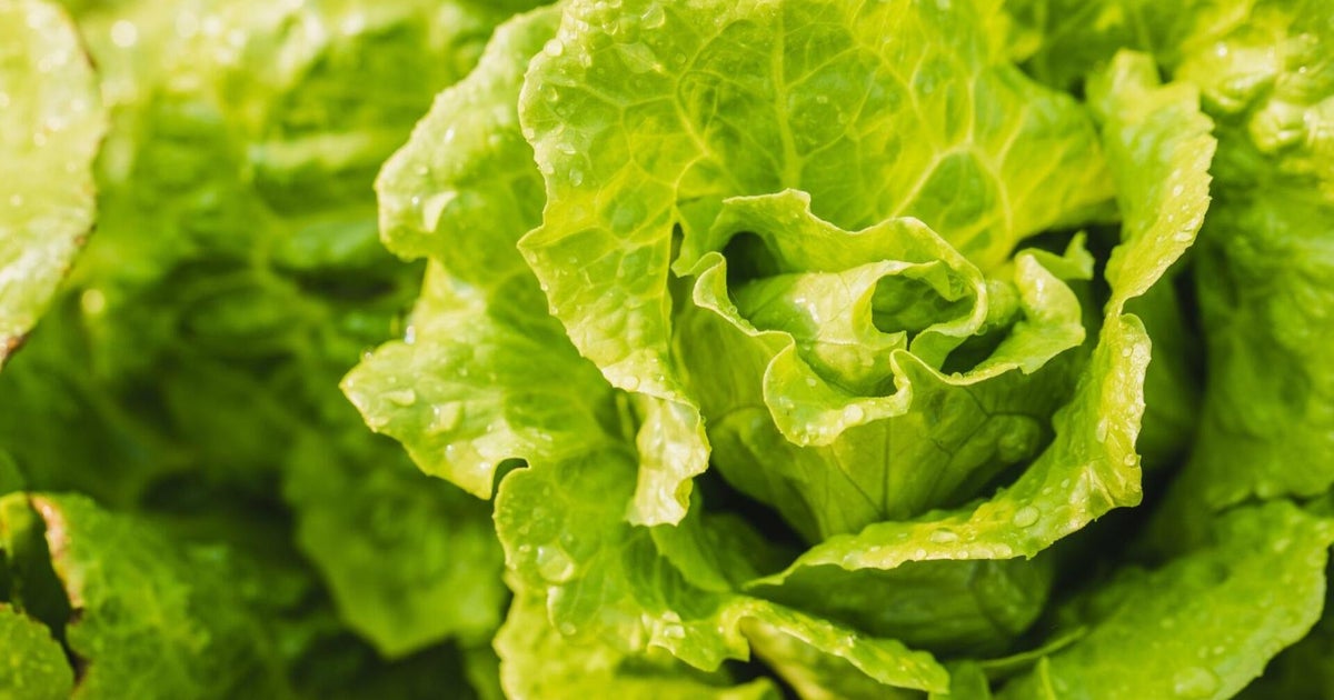Diarrhea-causing parasite outbreak possibly tied to iceberg lettuce from Mexico