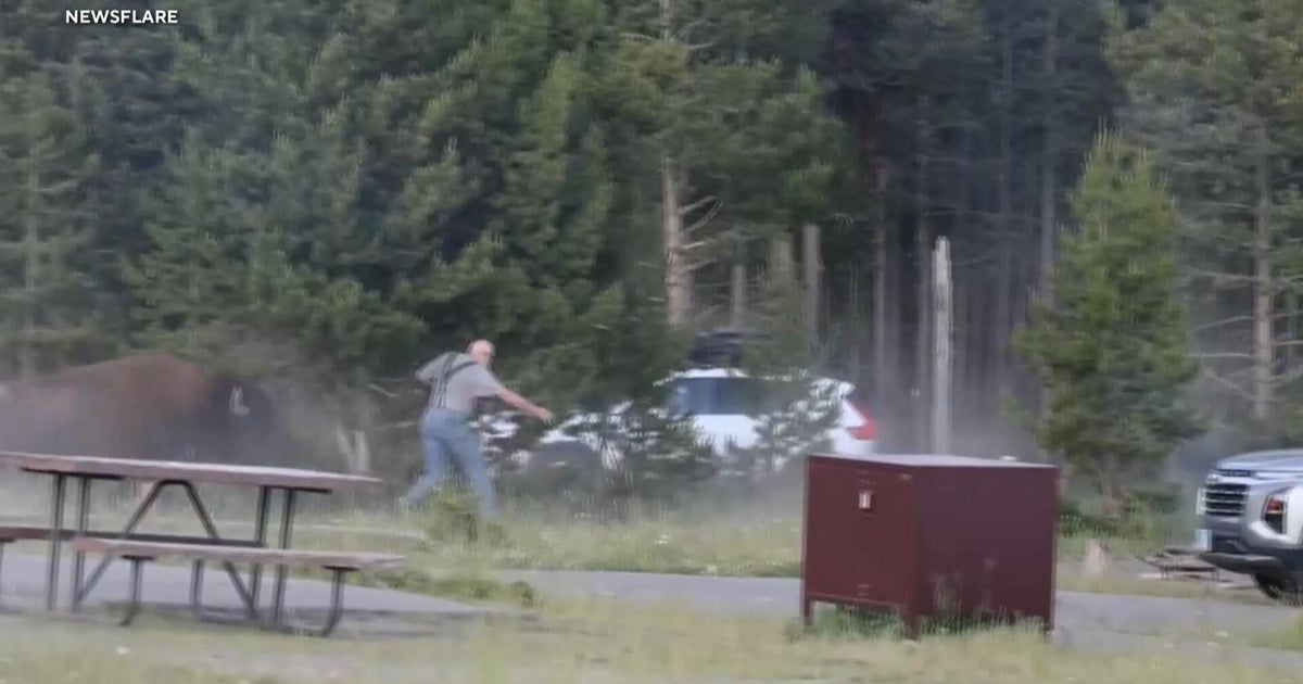 Bison tosses man 8 feet in the air at Yellowstone, video shows