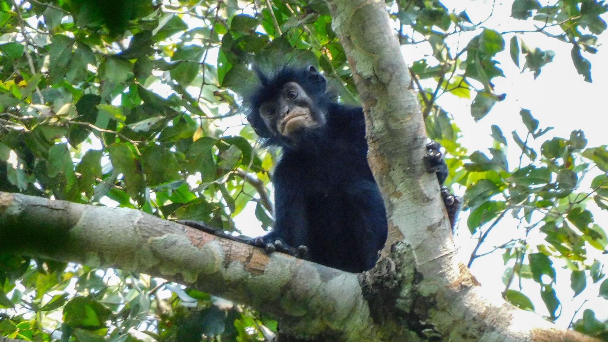 New monkey species with orange lips found 'hiding' in DRC forest