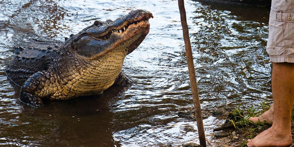 Florida man gives an incredible interview about how he fought off an alligator with a fishing pole