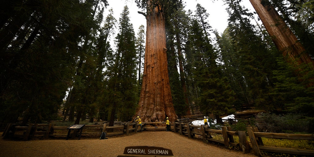 Nevada man dies at famed Sequoia National Park trail after sudden emergency