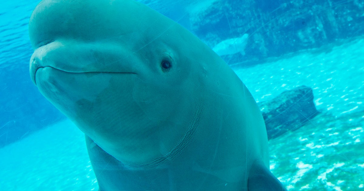 Dozens of Marineland's whales coming to U.S. through rescue plan