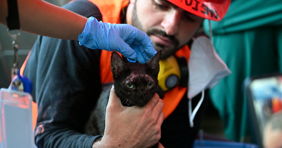 Cat pulled from Venezuela quake rubble as death toll tops 5,200