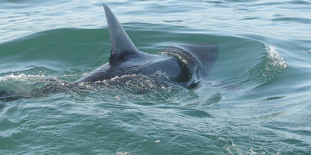 Shark sightings trigger beach alarm after swimmer is bitten during summer spike