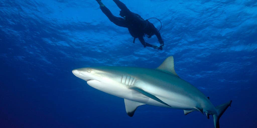 Fishing content creator who filmed himself being bitten by a shark while spearfishing lucky he still has leg