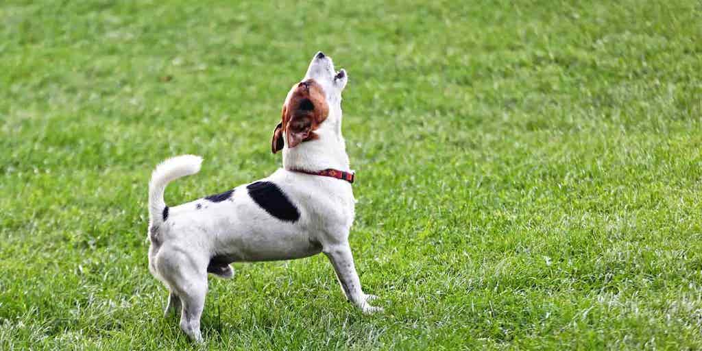 Inquiring minds are asking: How soon is too soon to get a new dog after losing your four-legged best friend?