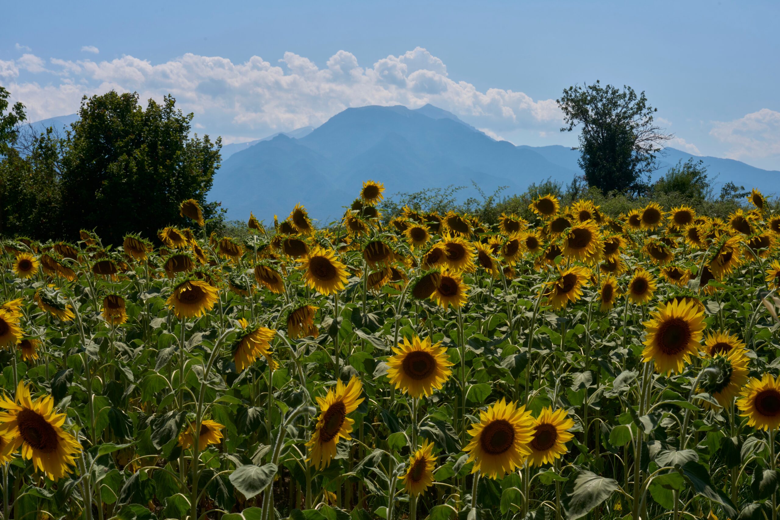Mount Olympus, home of the ancient Greek gods, vies for World Heritage status