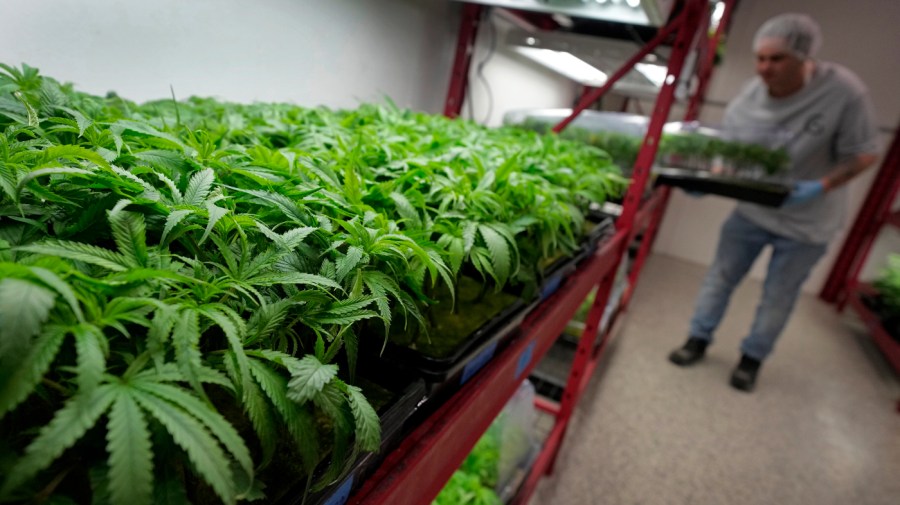 Federal laws need massive rewrites to match medical cannabis rescheduling