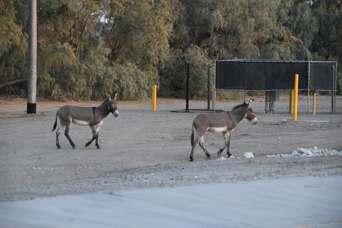 Hooves on the highway: Wild burros can appear without warning