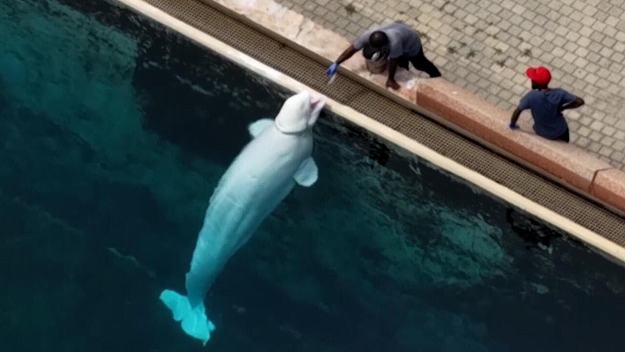 28 beluga whales from Marineland coming to U.S. through emergency rescue plan
