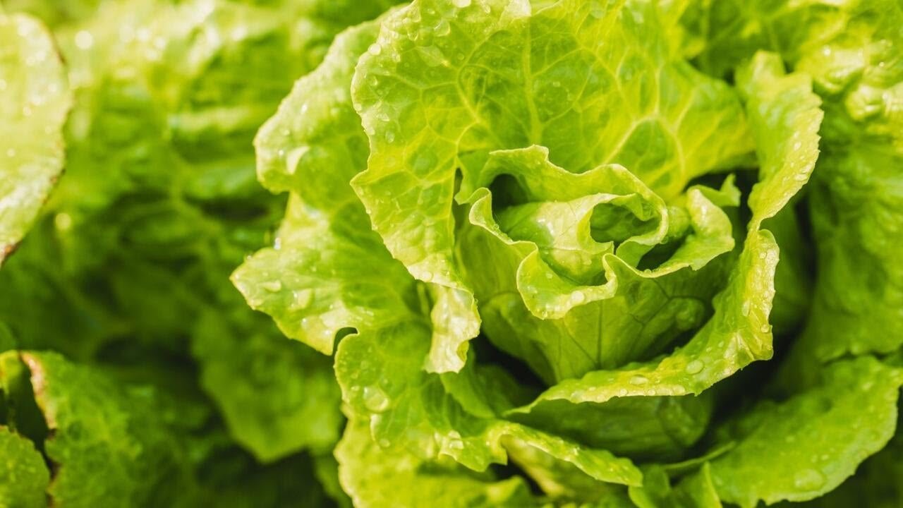 Diarrhea-causing parasite outbreak possibly tied to iceberg lettuce from Mexico