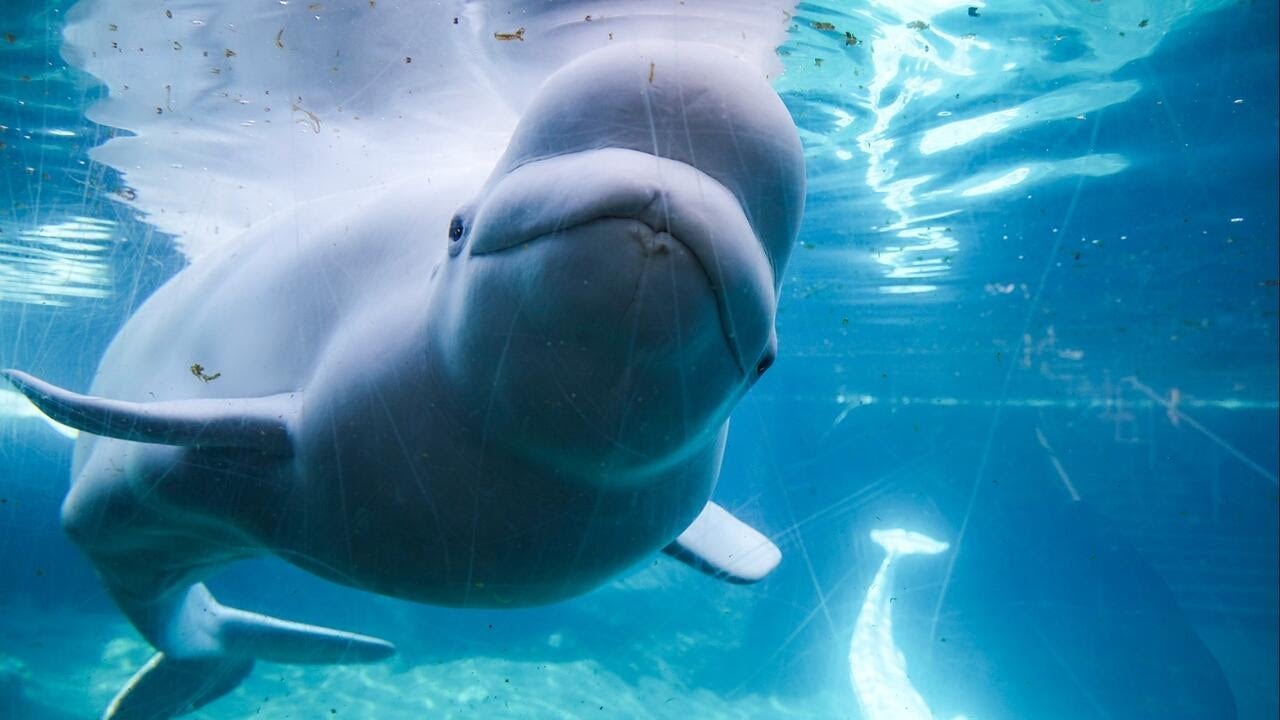 Dozens of beluga whales transferred to U.S. after Canadian theme park closure