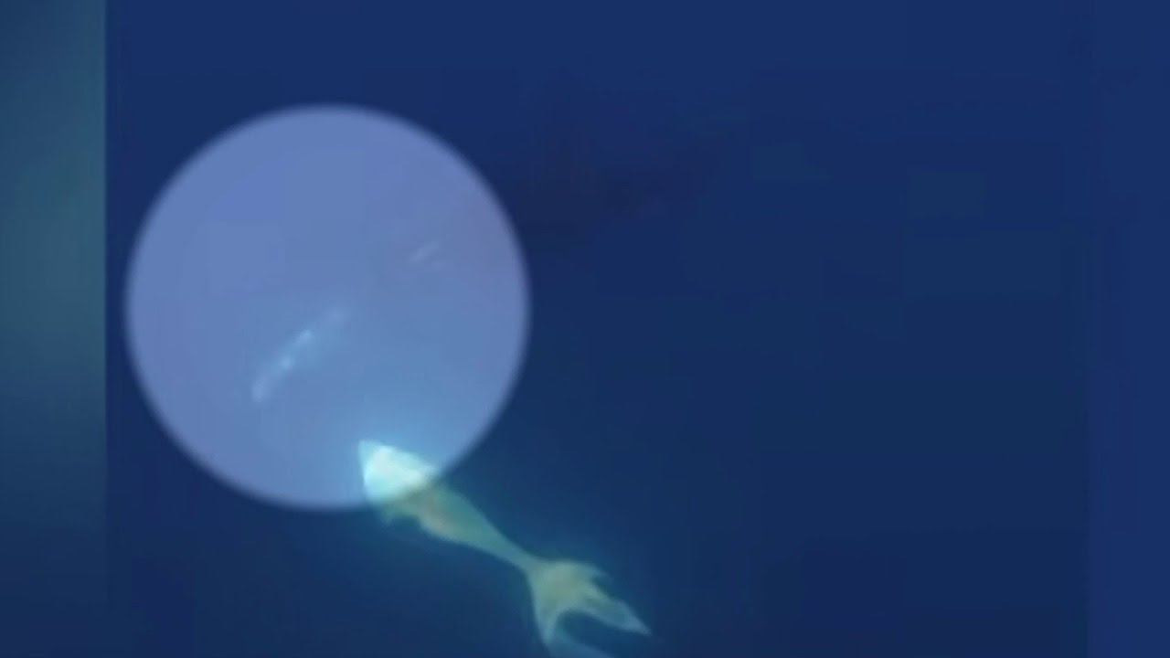 Biologist explains orcas’ fish-smashing behavior captured in new video