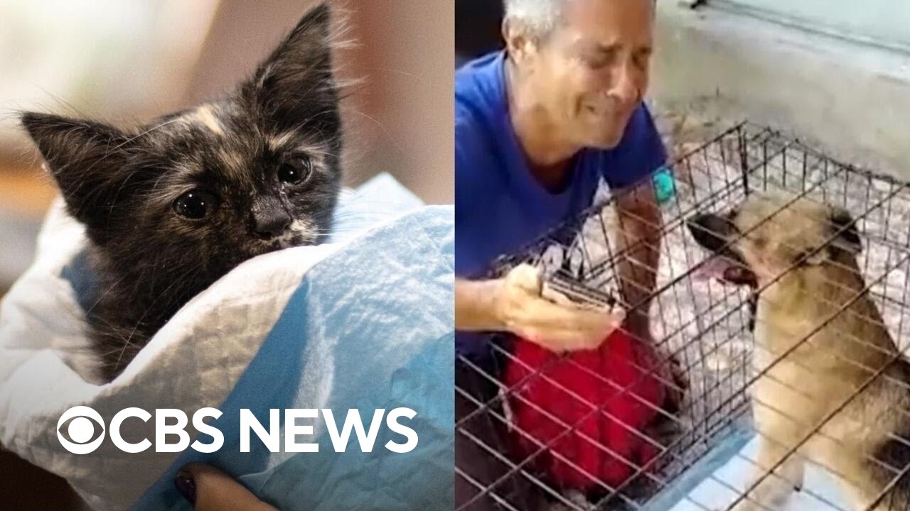 Venezuelans reunite with pets rescued by volunteers after deadly earthquakes
