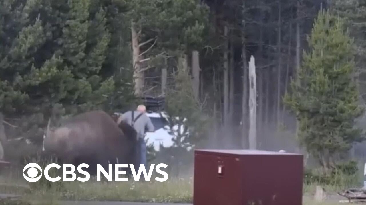 Bison charges man, flips him in the air at Yellowstone National Park