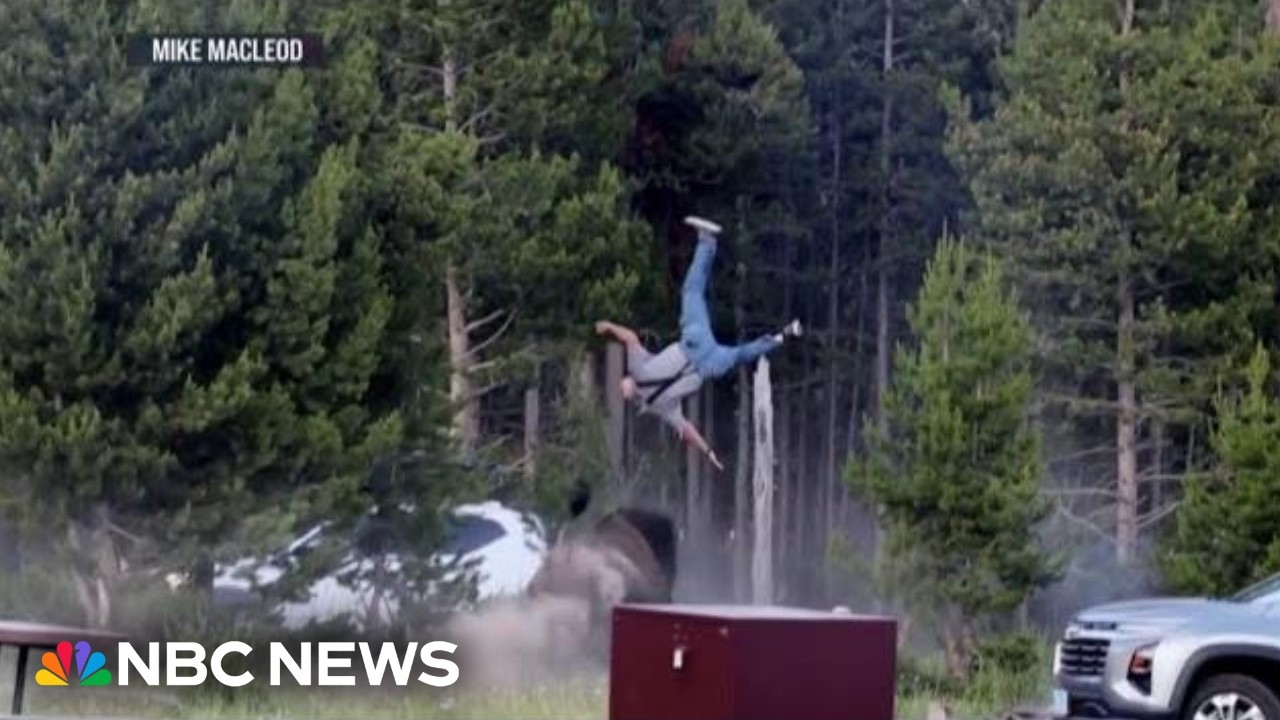 Bull bison charges Yellowstone tourist, flipping him into the air