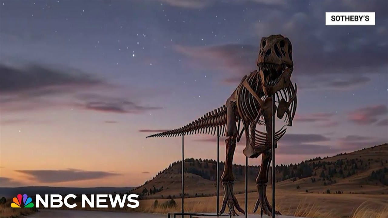 T. rex skeleton sells for $50 million, becoming most expensive fossil ever sold