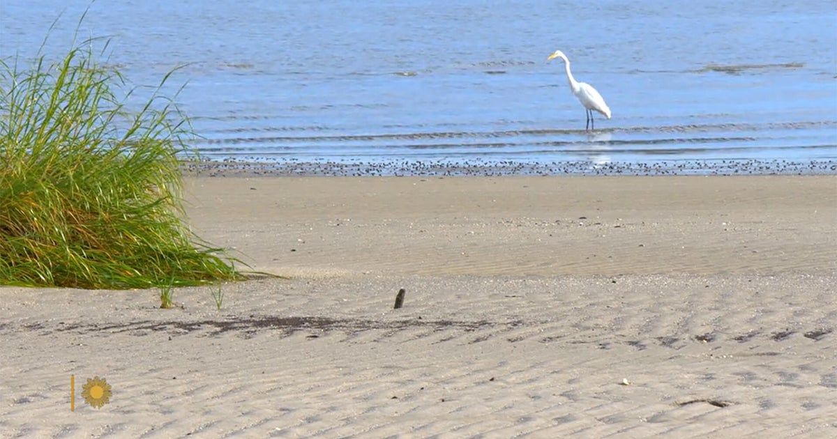 Nature: Cape May National Wildlife Refuge