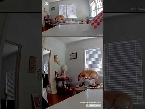 Dog Escapes Near Miss as Dallas Ceiling Collapses