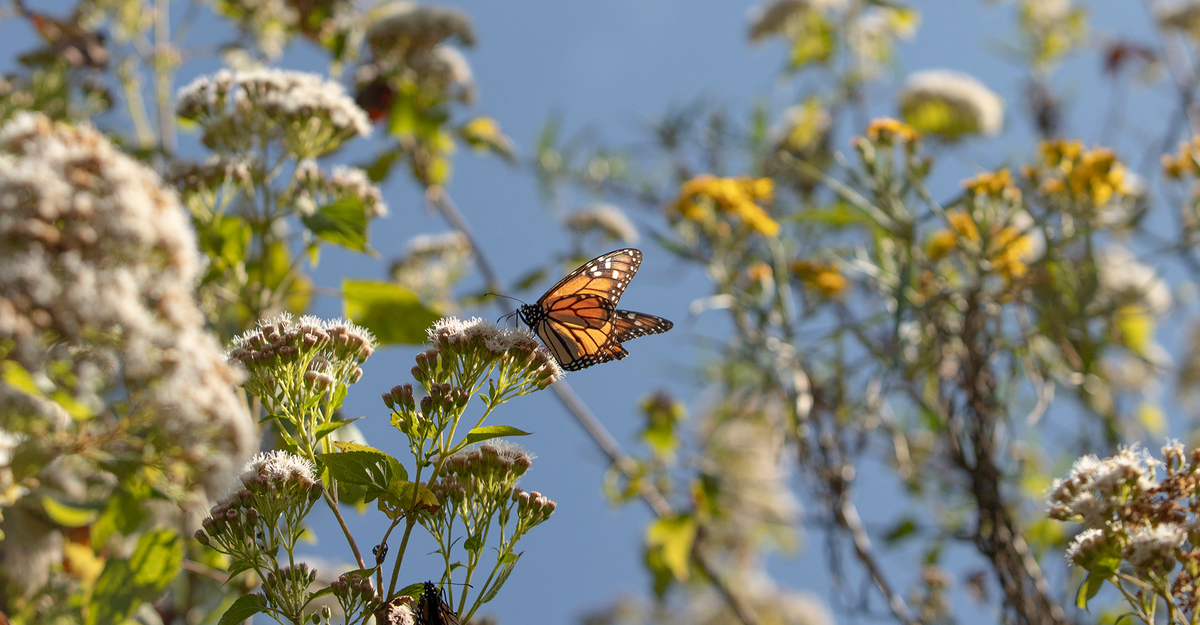 The Return of the Monarch