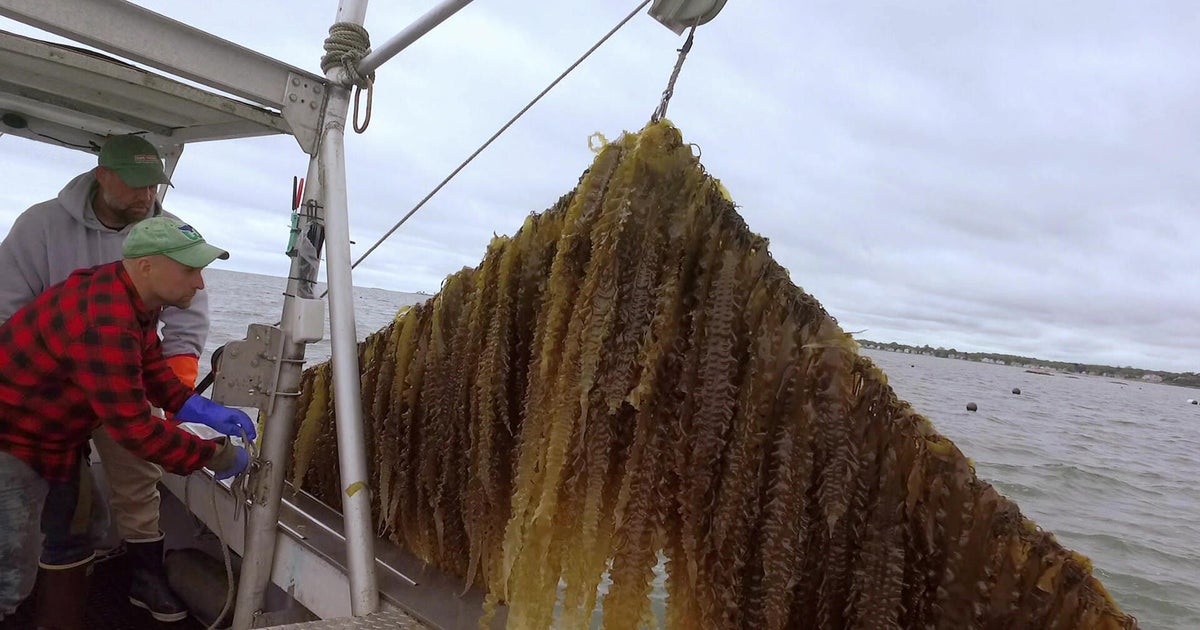The health and environmental benefits of sugar kelp | 60 Minutes Archive