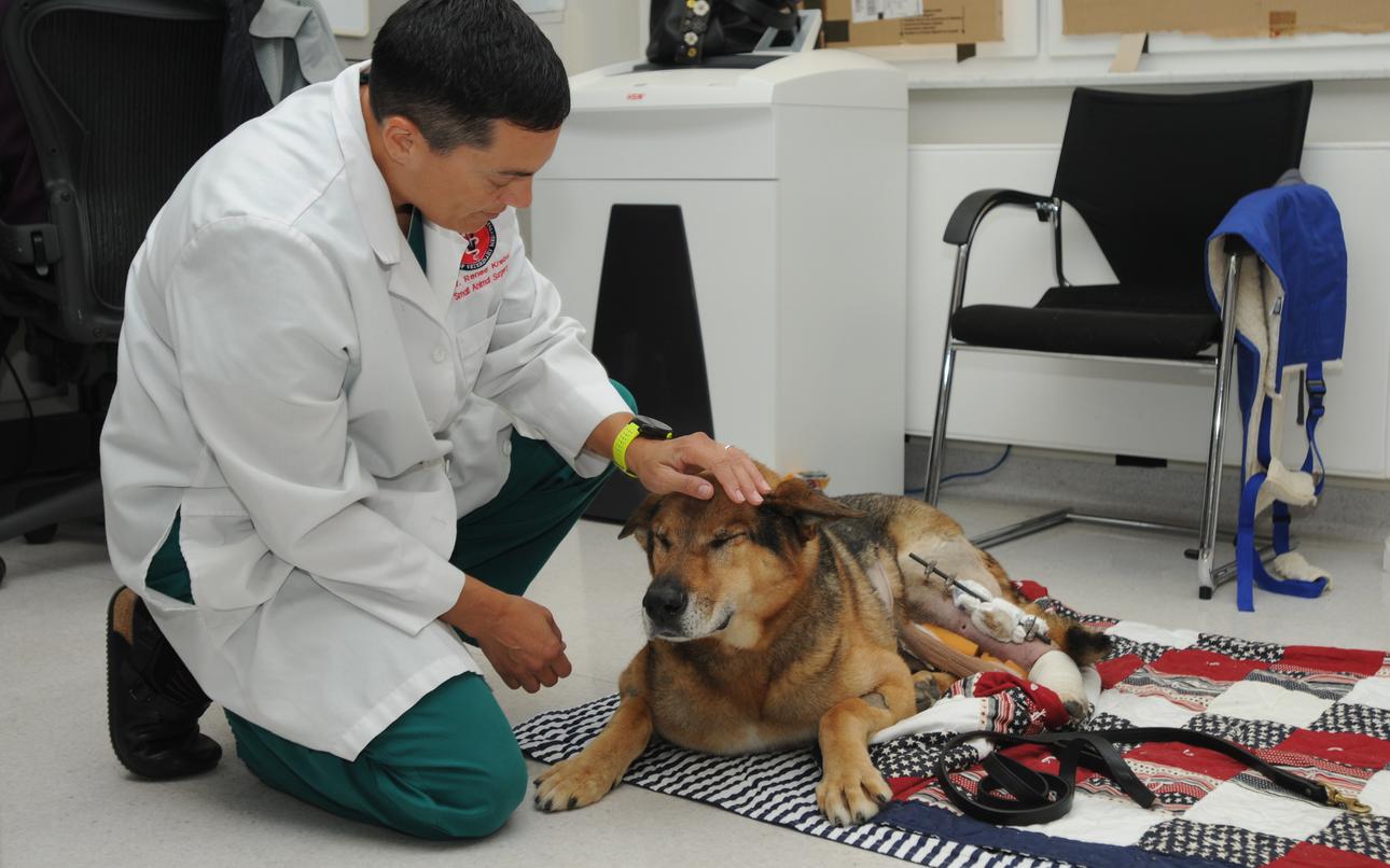 From family pets to food safety, Army veterinarians protect the force