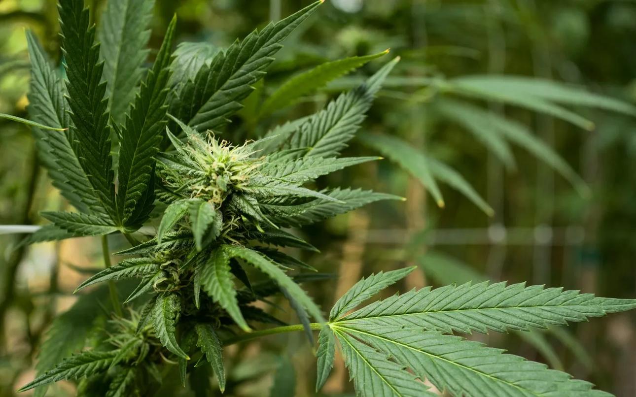 THC drug eliminated nightmares for over a third of PTSD patients in German trial