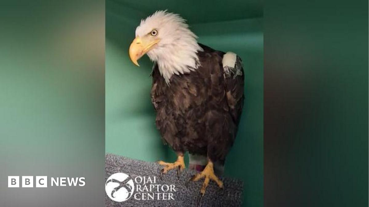 Jackie, the famous California bald eagle, dies after weeks of intensive care
