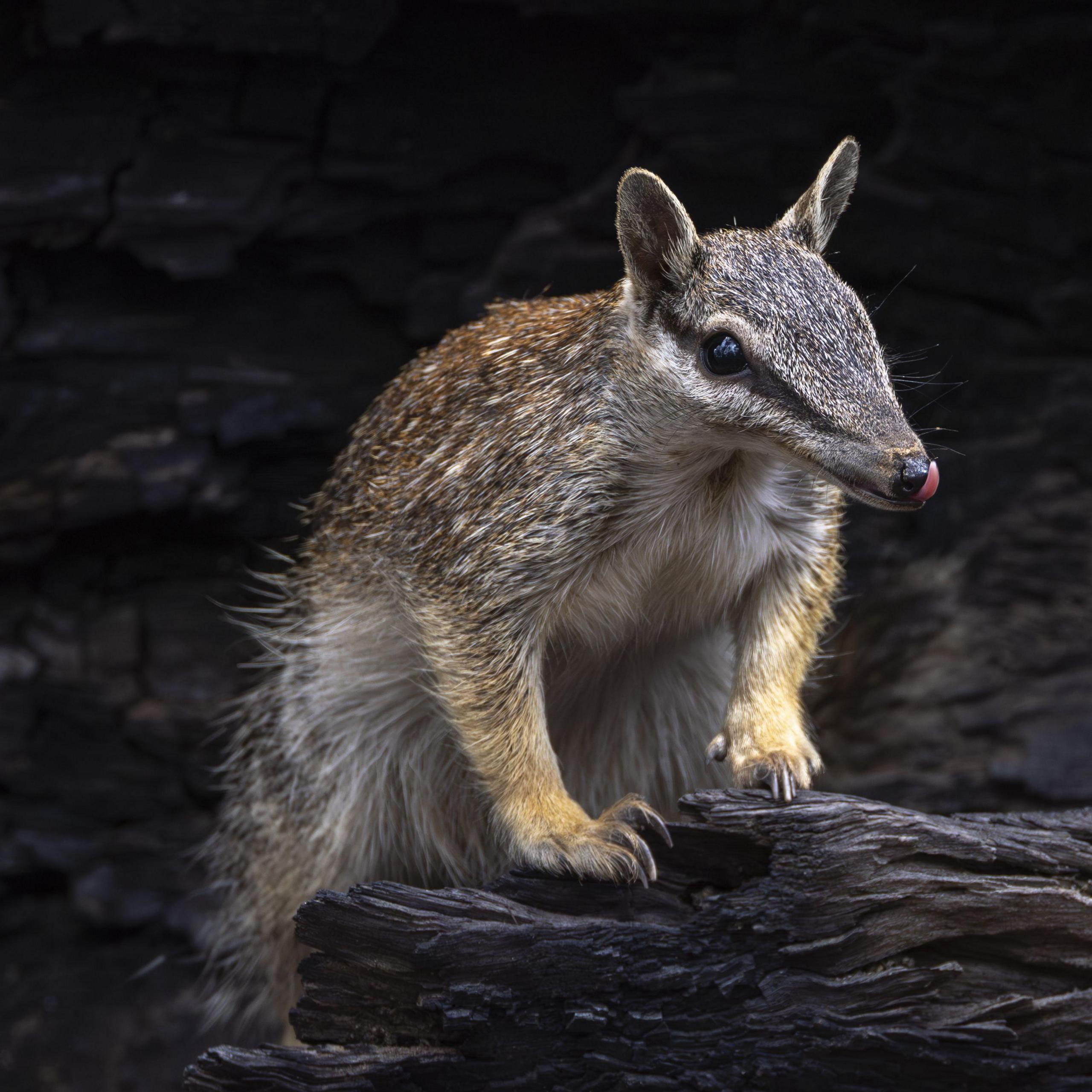 Australia is the planet's extinction hotspot, but one animal offers a glimmer of hope