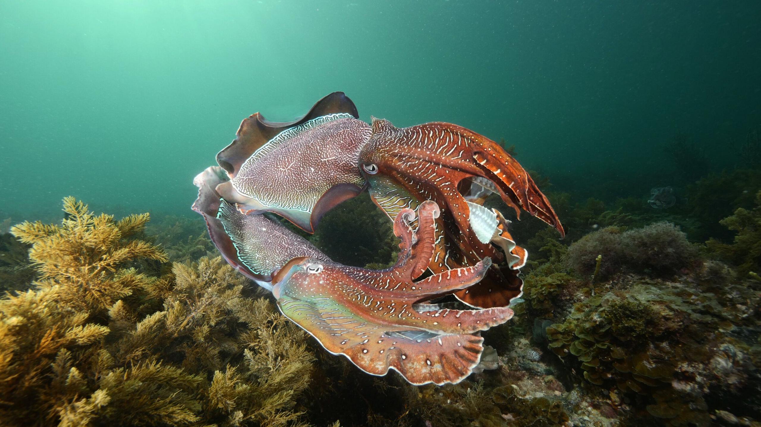 Australia usually hosts the world's biggest cuttlefish mating event – not this year