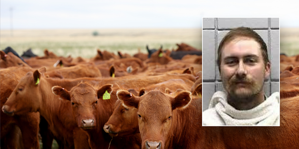 Texas man allegedly bought 77 head of cattle with bad checks totaling over $159K: sheriff