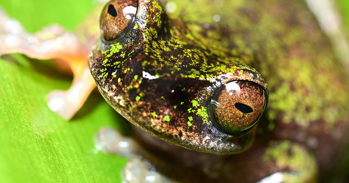 Costa Rica's newly discovered "coffee frog" faces risks from farm pesticides
