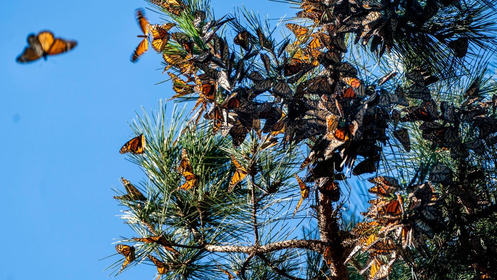 Nature’s Most Extraordinary Stories